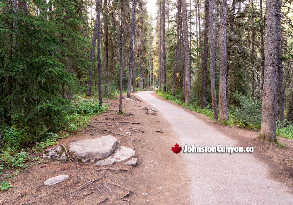 Halfway Through the Johnston Canyon Hike