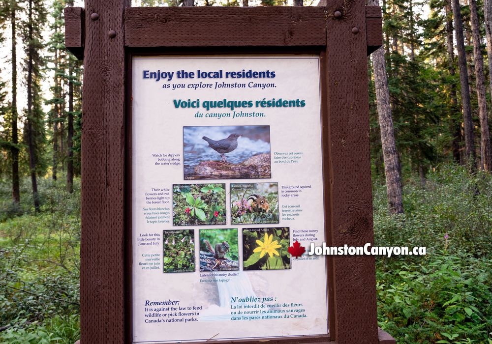 Wildlife Residents of Johnston Canyon