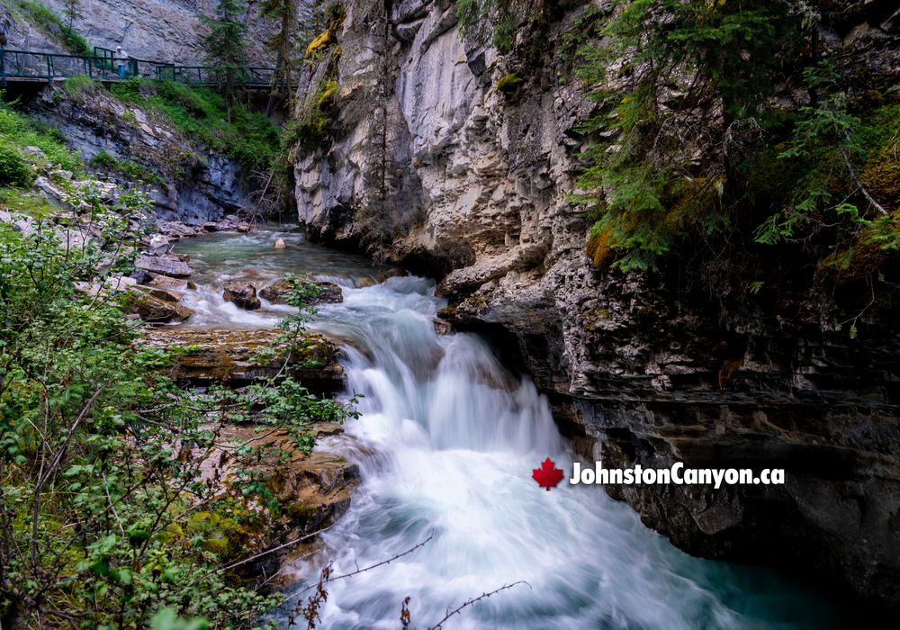 Johnston Canyon Ecosystem